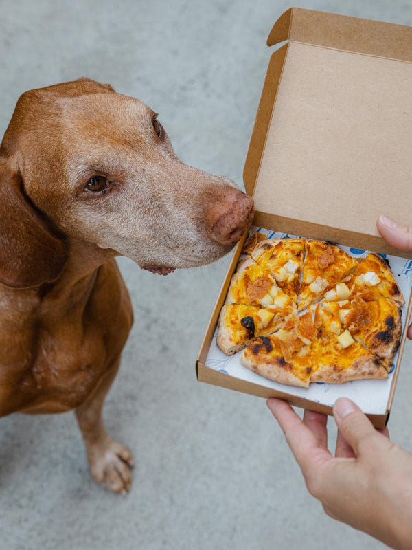 Dog sniffing a Pup Pizza by Pizzana and Just Food For Dogs made with dog friendly ingredients: flour, pork, pumpkin, potato and peanut butter