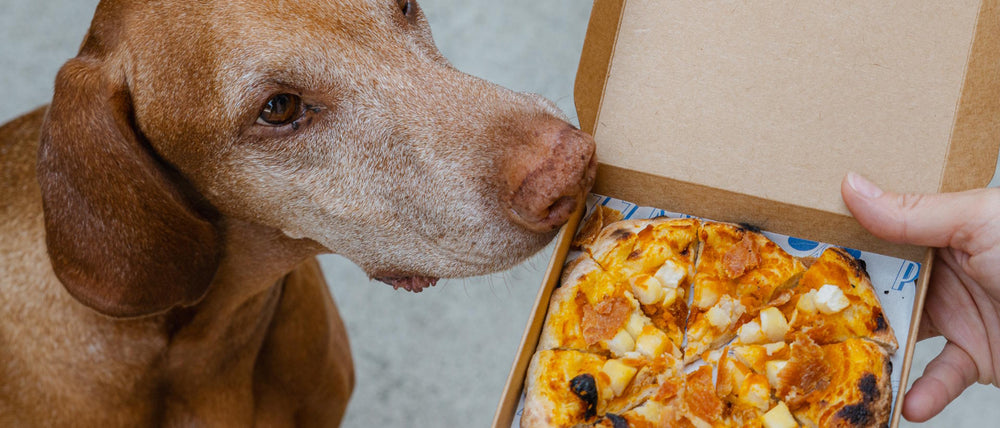 Dog sniffing a Pup Pizza by Pizzana and Just Food For Dogs made with dog friendly ingredients: flour, pork, pumpkin, potato and peanut butter