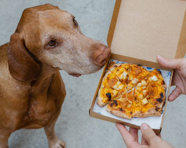 Dog sniffing a pizza in a box held by a person