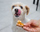 Dog eagerly anticipating a slice of pizza held by a person