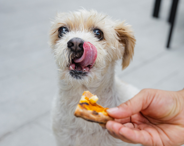 Dog eagerly anticipating a slice of pizza held by a person