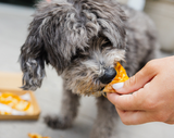 Dog eating a piece of pizza held by a person