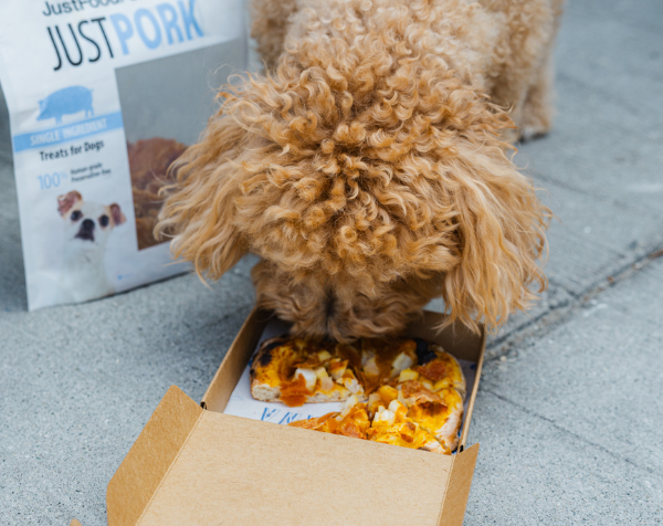 Dog eating pizza out of a box.